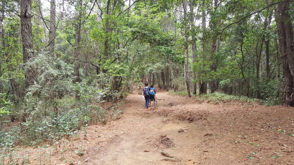 Two hikers walking on a forested trail in Nagarjun Forest.