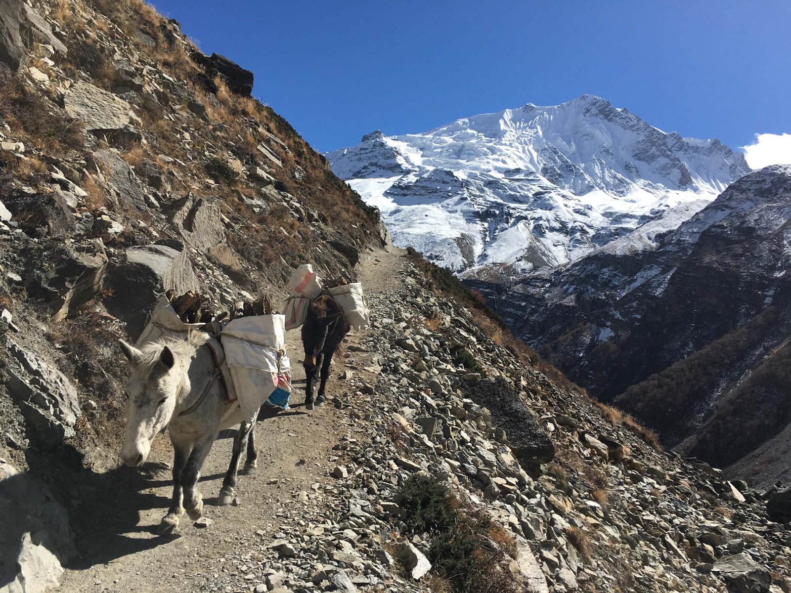 Pack mules on a rocky high-altitude trail beneath snow-capped peaks on the way to Tilicho Lake in Nepal