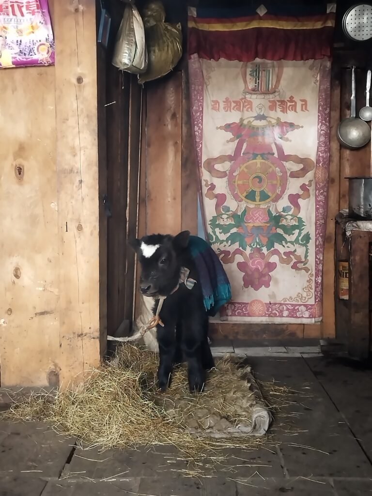 Black calf wearing a blanket inside a traditional wooden hut under a Tibetan banner in Lapchi village, Nepal
