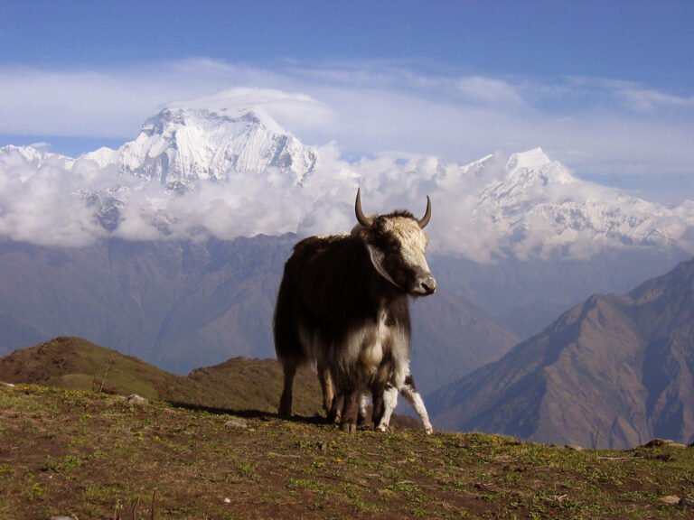 5954142737_faac1dff06_b